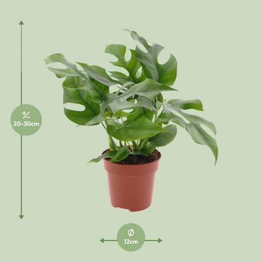 Monstera Minima – Pflegeleichte Schweizer Käse Pflanze Ø12cm
