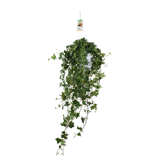 Hedera Helix Pitsburg XXL – Pflegeleichter Efeu Ø17 cm