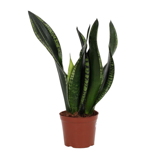 Sansevieria Whitney – Pflegeleichte Schwiegermutterzunge Ø12cm