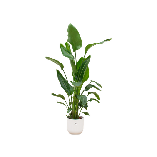 Strelitzia Nicolai mit elho Vibes Fold Round Topf – 160 cm