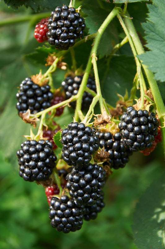3er-Set Rubus Mix – pflegeleichte Zimmerpflanzen Ø13 cm