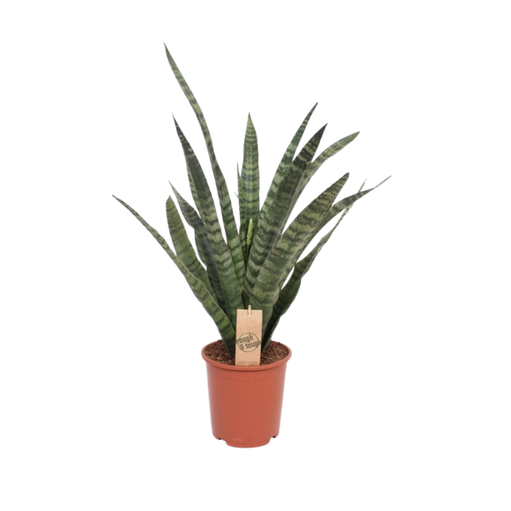 Sansevieria Diamond Green – Pflegeleichte Schwiegermutterzunge Ø14cm