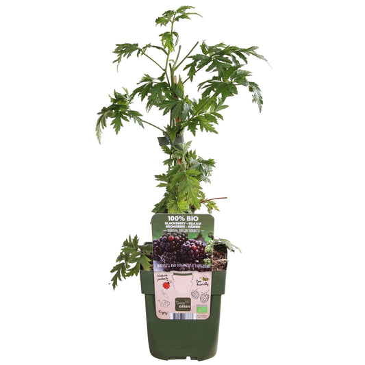 Rubus fruticosus 'Thornless Evergreen' – Dornenlose Brombeere Ø13cm