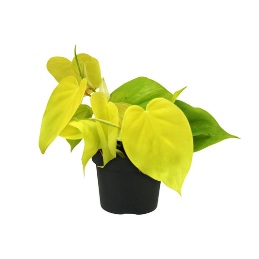 Philodendron Lime – Pflegeleichte & elegante Zimmerpflanze Ø12cm