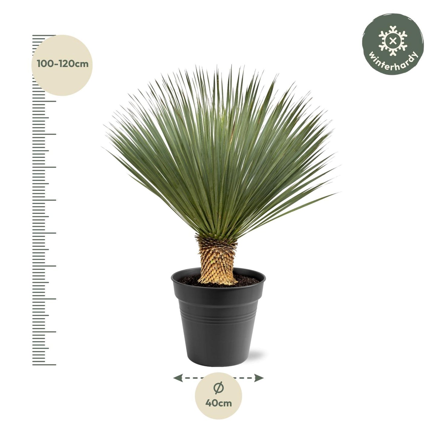 Yucca Rostrata – 100-120 cm – pflegeleichte XXL-Palme