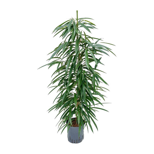 Ficus Binnendijkii 'Alii' (HYDRO) – pflegeleichter Zimmerbaum Ø18cm