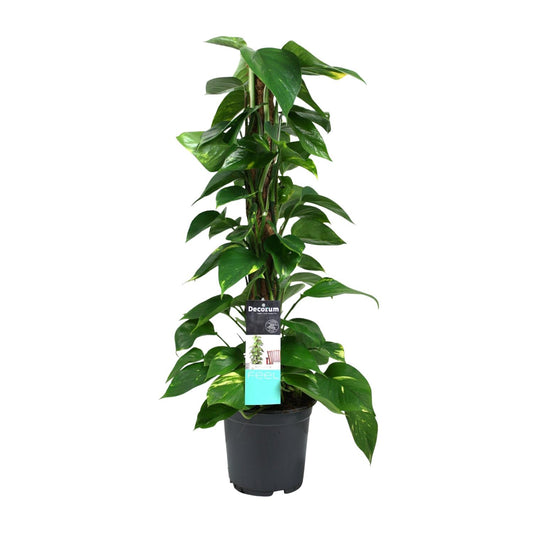 Scindapsus (Epipremnum) – Pflegeleichte Hängepflanze Ø19cm