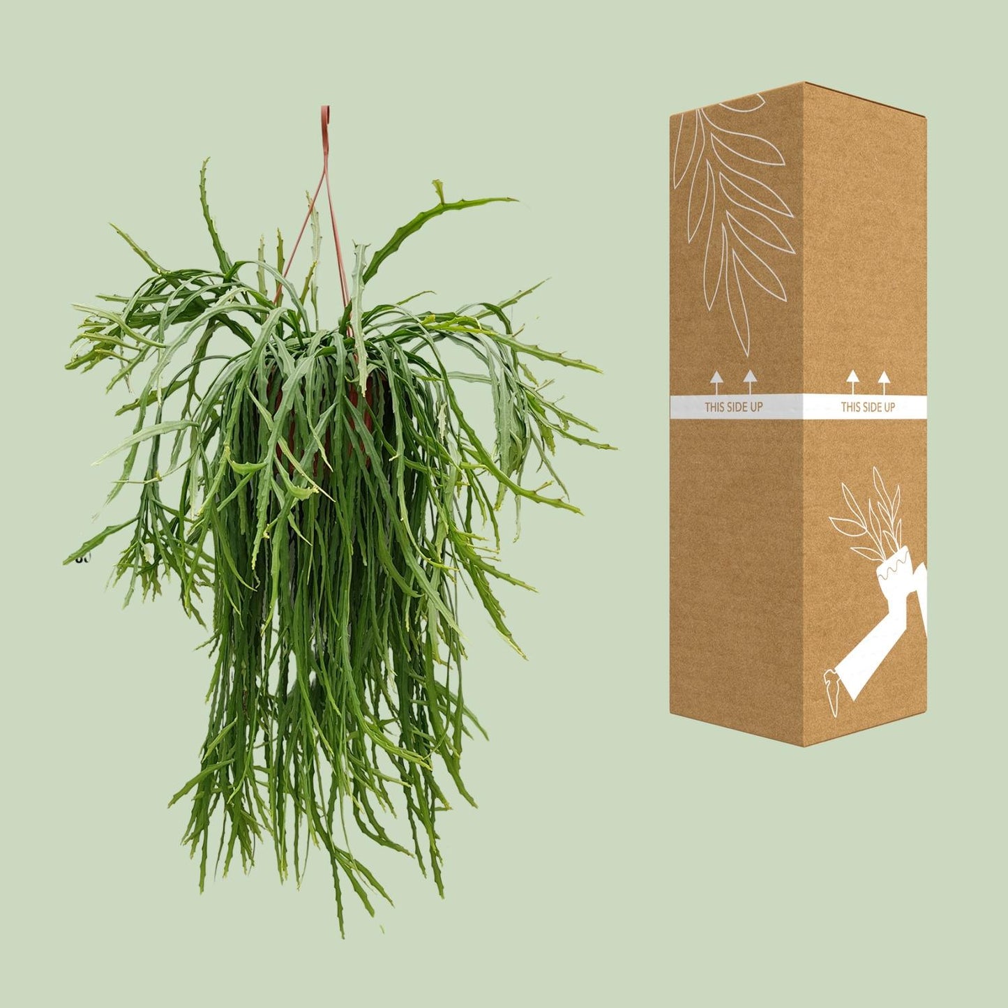 Lepismium Asuntapatense – pflegeleichter Hängekaktus Ø20cm