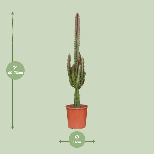 Euphorbia Trigona Rubra – Exotische, pflegeleichte Zimmerpflanze Ø17cm