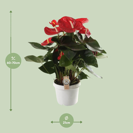 Anthurium Red Champion – Pflegenleicht & Tropisch Schön