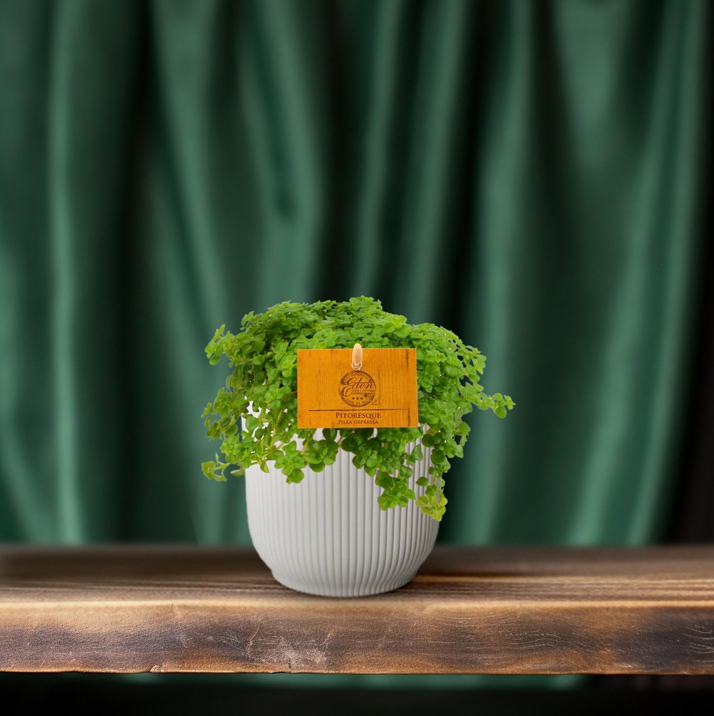 Pilea Depressa – Pflegeleichte Aluminium-Pflanze Ø12cm