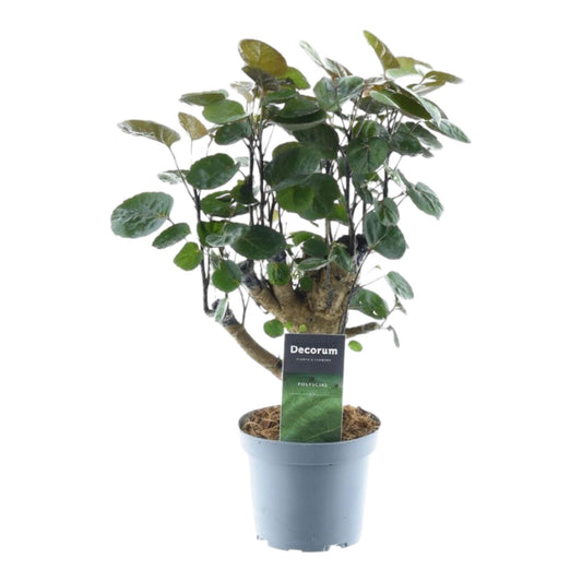Polyscias Fabian – Pflegeleichte Zimmerpflanze 45 cm