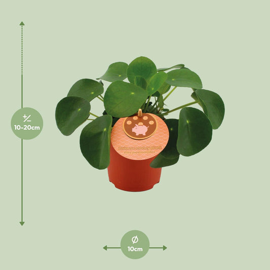 Pilea Peperomioides – kompakte, pflegeleichte Zimmerpflanze Ø11cm