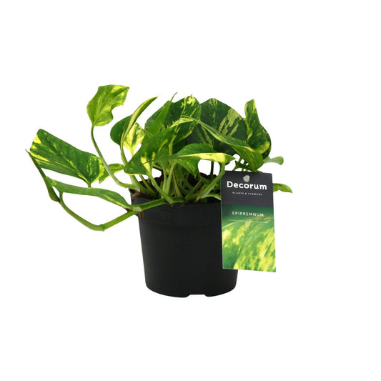 Scindapsus N'joy Gold – pflegeleichte Zimmerpflanze Ø12cm
