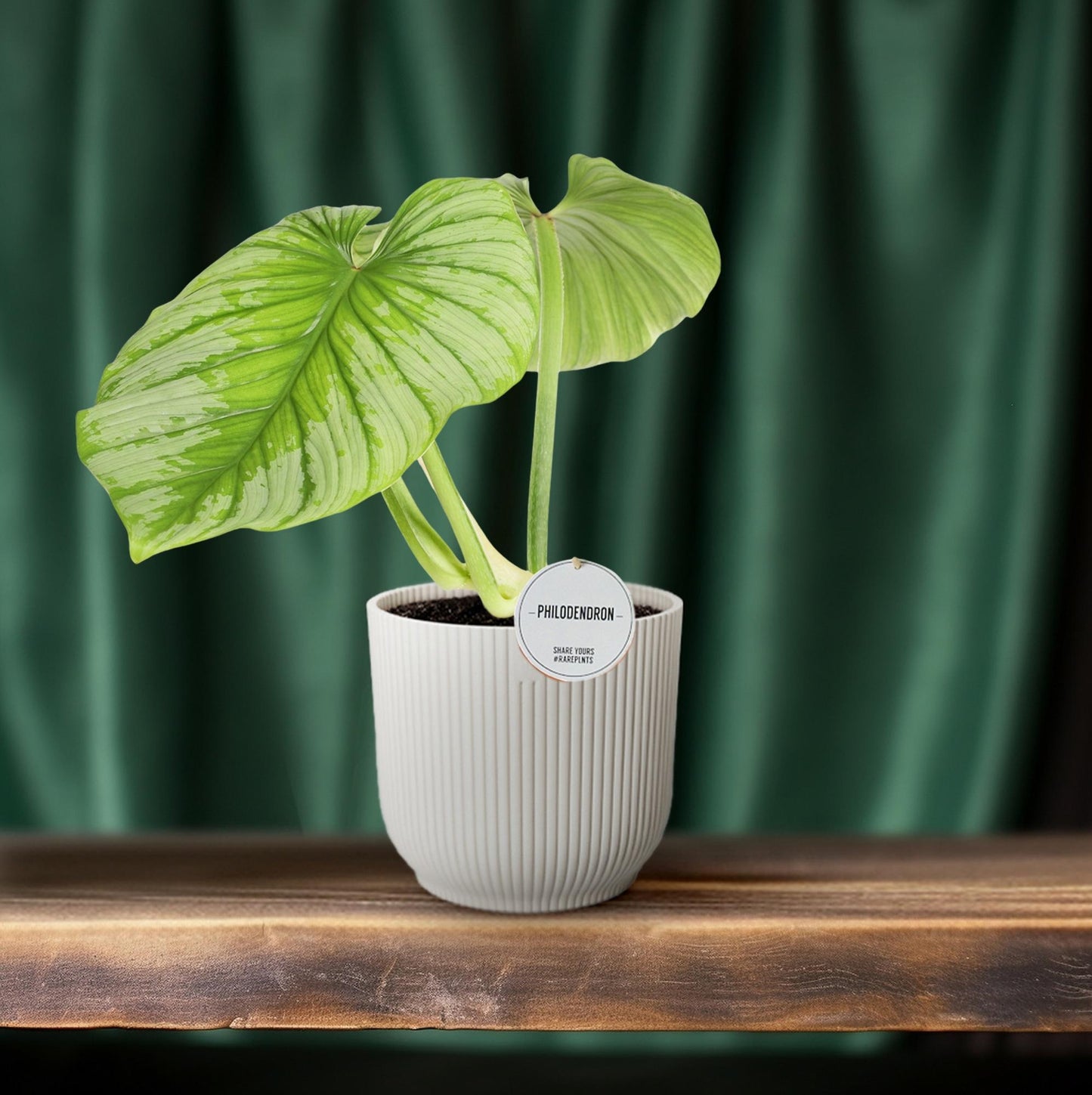 Philodendron Mamei – Pflegeleichte Zimmerpflanze Ø15cm