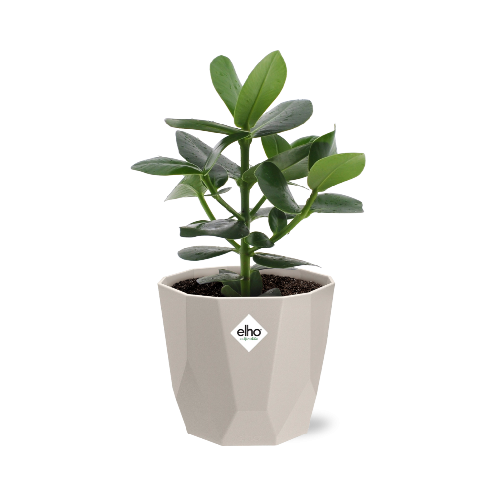 Clusia Princess – Autographenbaum in ELHO b.for rock 14 cm warm grey