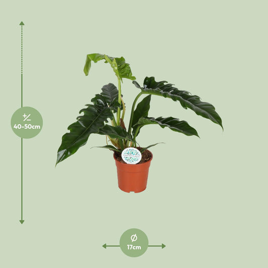 Philodendron Narrow – pflegeleichte, elegante Zimmerpflanze Ø17cm