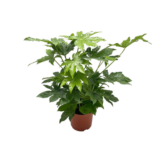 Fatsia japonica – Japanische Aralie Ø21cm, Höhe 85cm