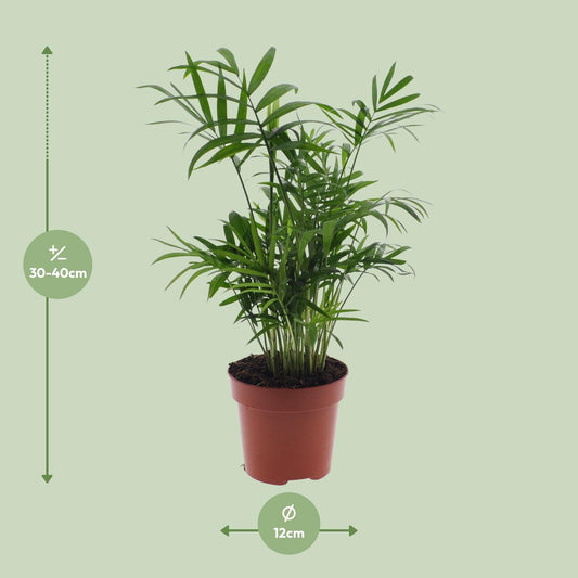 Chamaedorea Elegans – Zwergbergpalme Ø17cm, 55cm Höhe