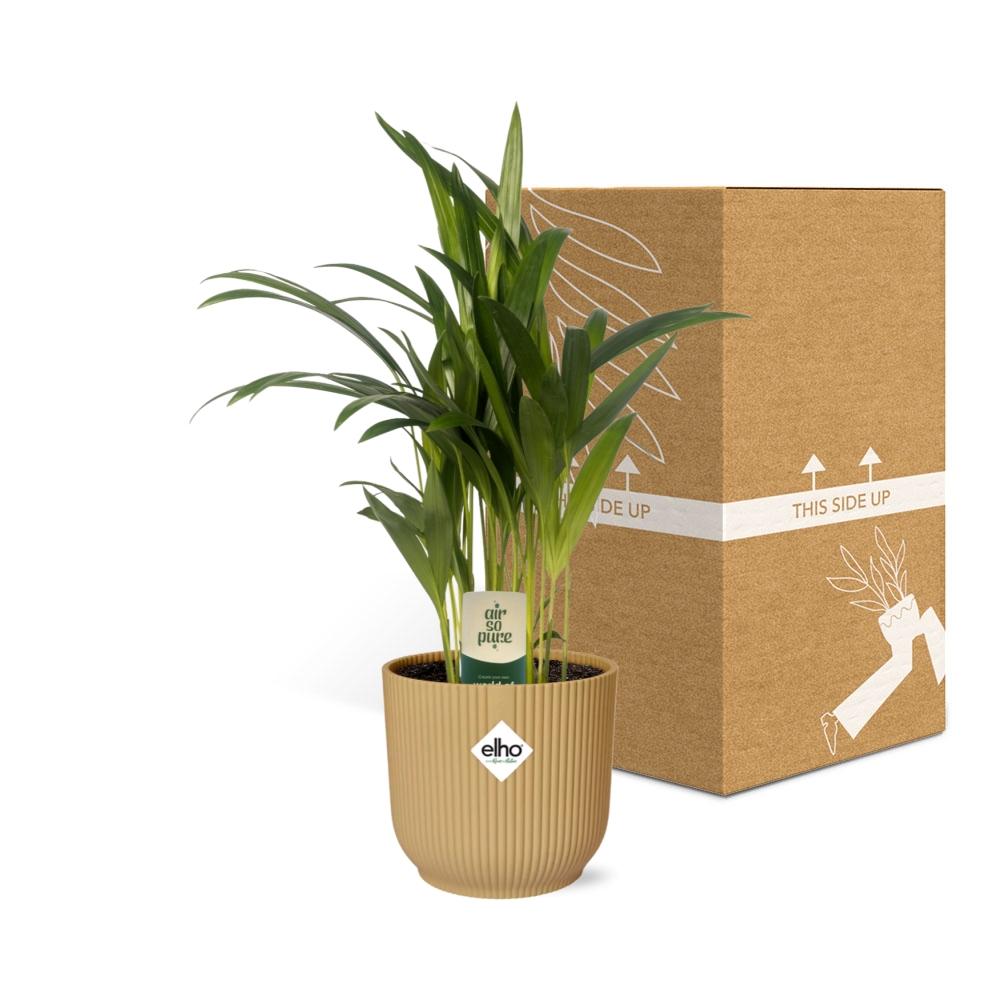 Dypsis Lutescens (Bambuspalme) 12cm im ELHO Vibes Fold Topf