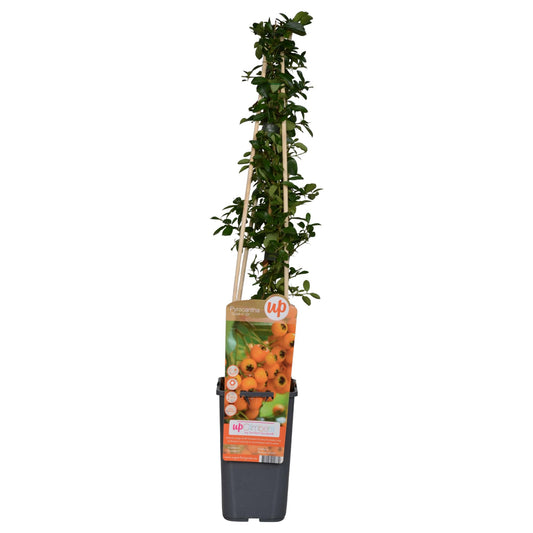 Pyracantha 'Soleil dOr' – Pflegeleichter Zierstrauch Ø15cm