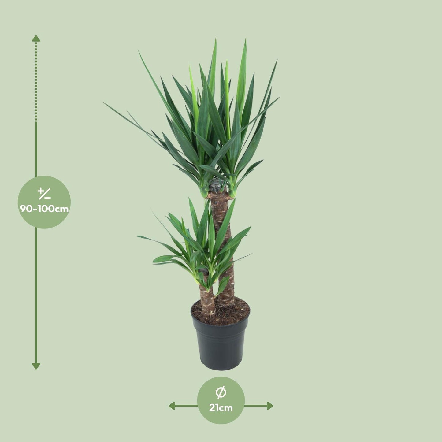 Yucca Elephantipes Ø21cm – Pflegeleichte Zimmerpflanze bis 100cm