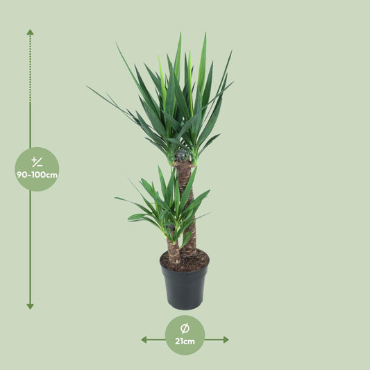 Yucca Elephantipes Ø21cm – Pflegeleichte Zimmerpflanze bis 100cm