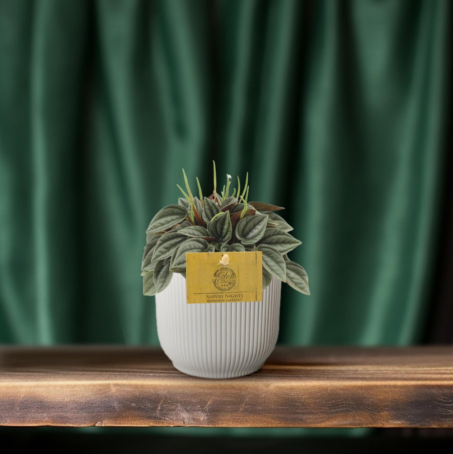 Peperomia Napoli Nights – Pflegeleichte Zimmerpflanze Ø10,5cm