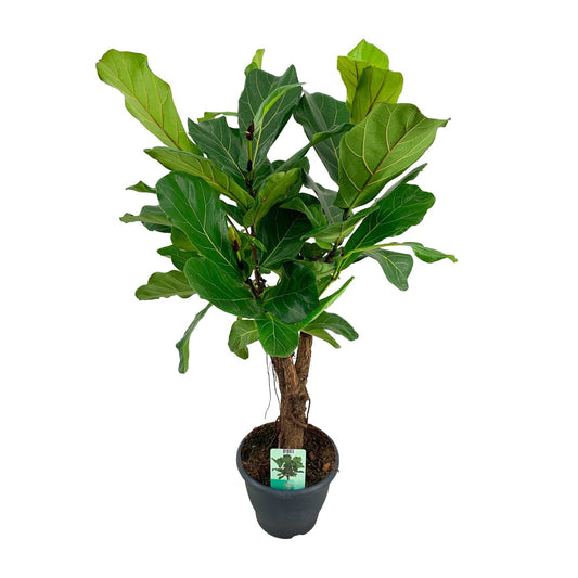 Ficus Lyrata – Geigenfeige Ø26cm, Höhe 100cm