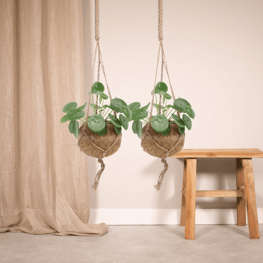 2x Kokodama Pilea Peperomiodes – Pfannkuchenpflanze Ø15cm