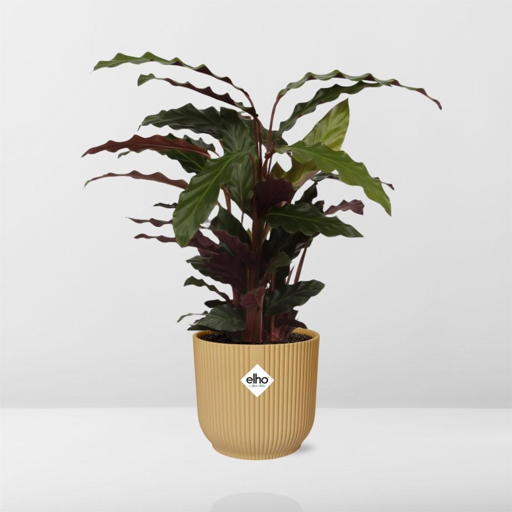 Calathea Rufibarba ‘Tropistar’ im ELHO Vibes Fold 14cm Topf