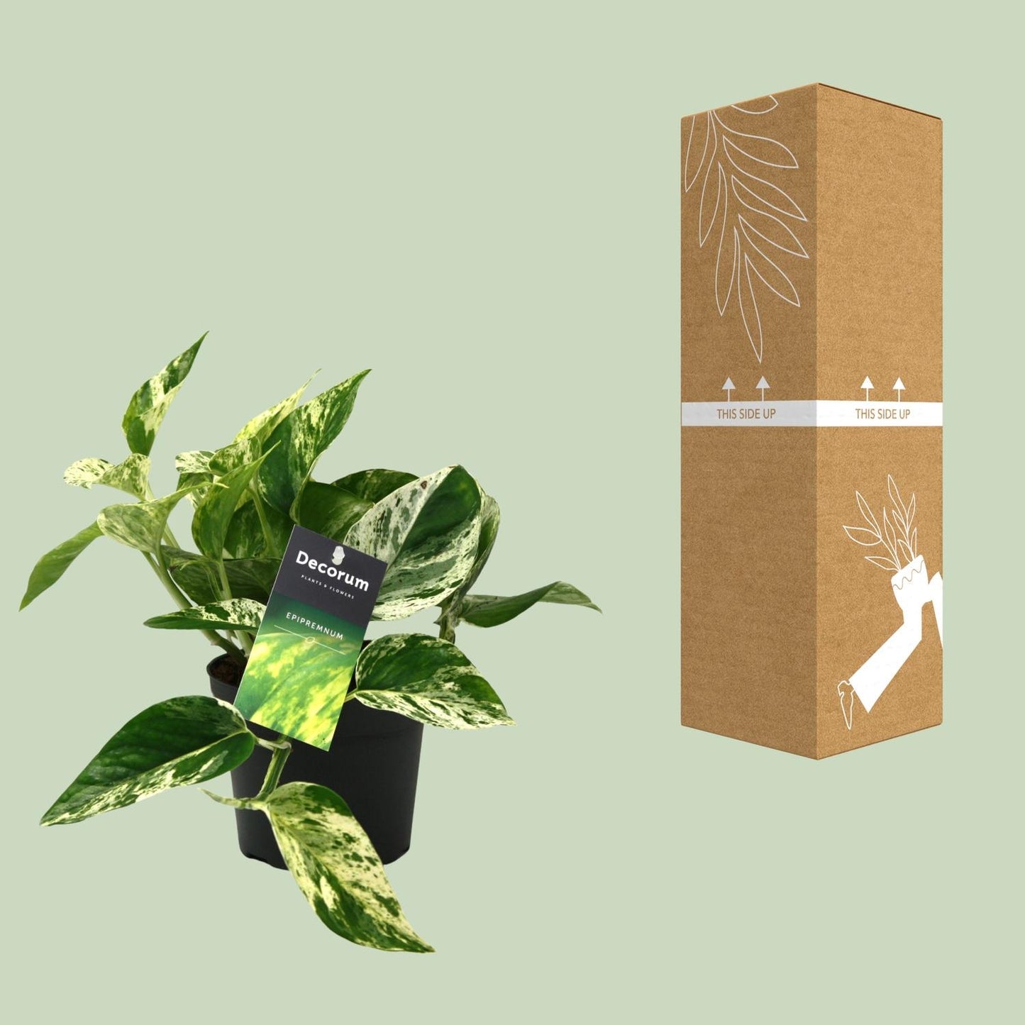 Scindapsus Marble Queen – pflegeleichte Zimmerpflanze Ø12cm