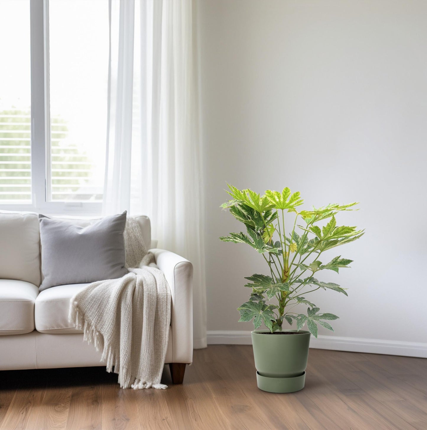 Fatsia Japonica – Pflegeleichte Zimmerpflanze mit Charakter