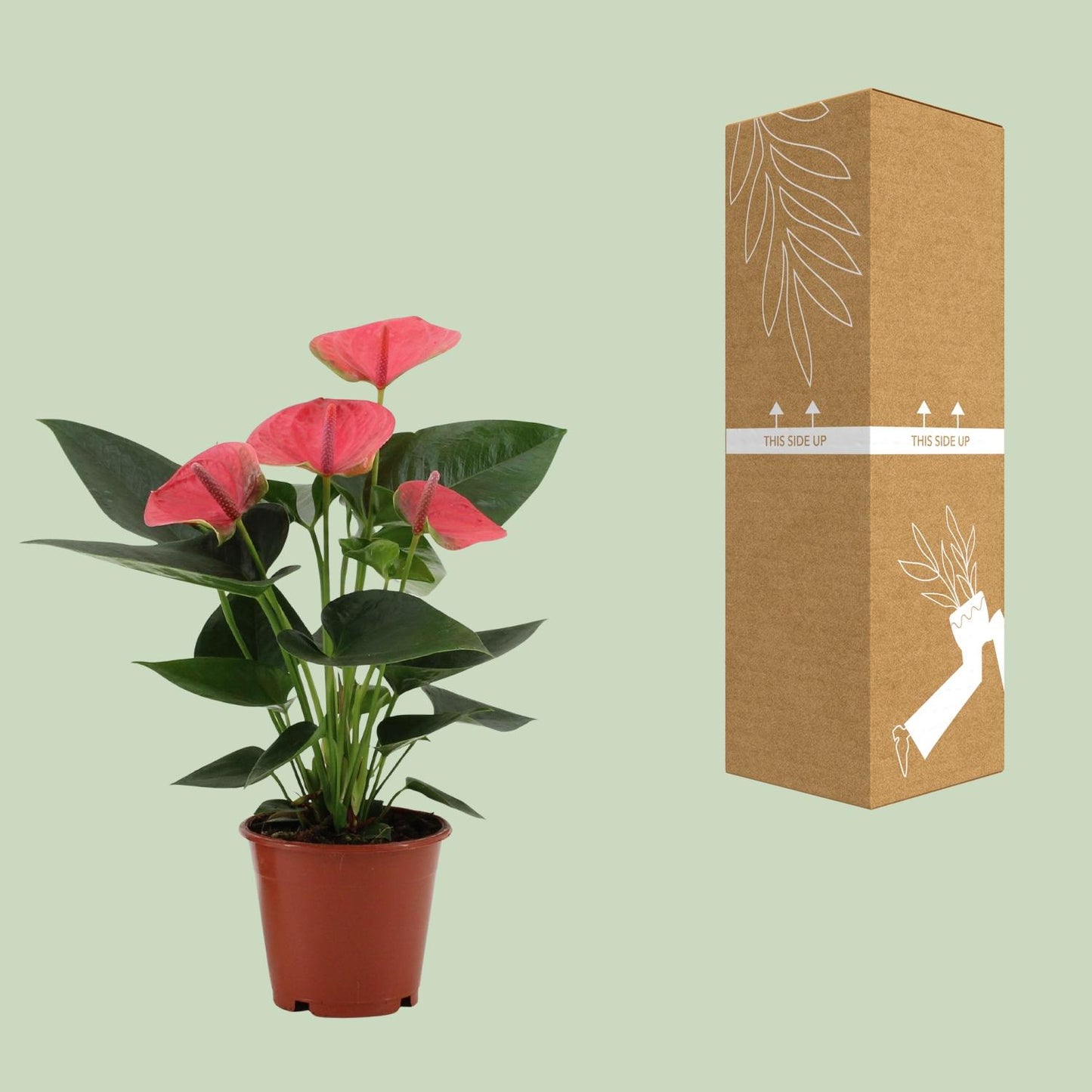 Anthurium Sweet Dream – Pflegeleichte Flamingoblume Ø12cm