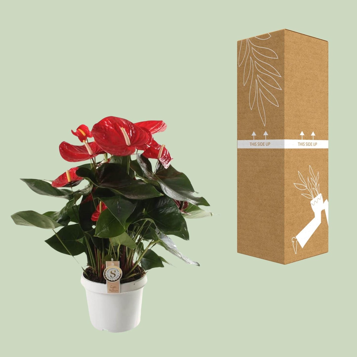 Anthurium Red Champion – Pflegenleicht & Tropisch Schön