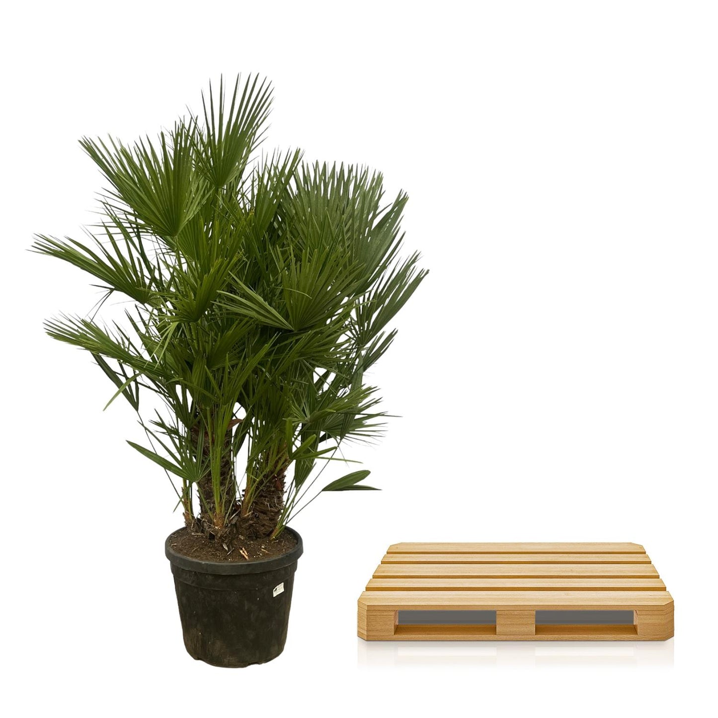 Chamaerops Humilis Zwergpalme 160-180 cm Ø45cm