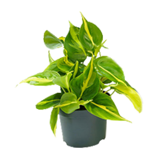 Philodendron Scandens Brasil – Pflegeleichte Zimmerpflanze Ø12cm