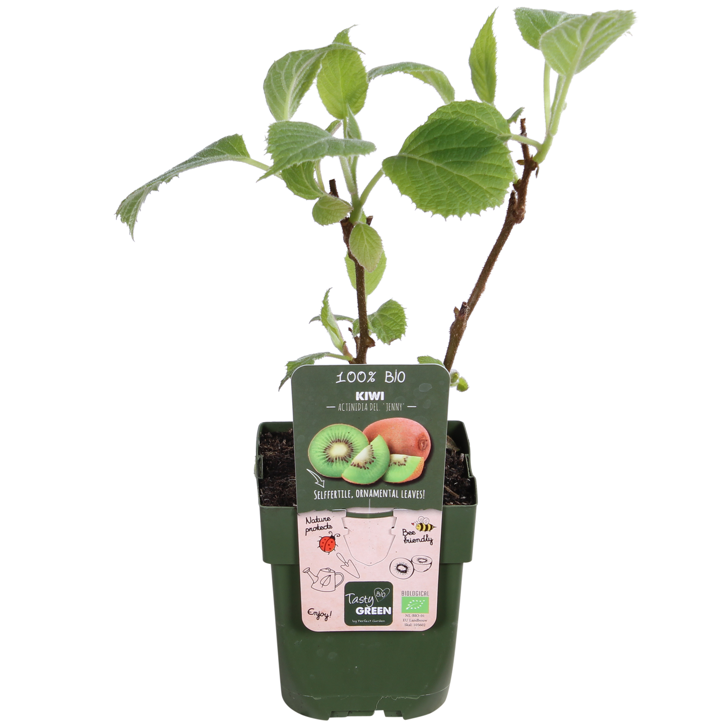 Actinidia deliciosa 'Jenny' – Kiwi Pflanze Ø13cm, ca. 45cm hoch