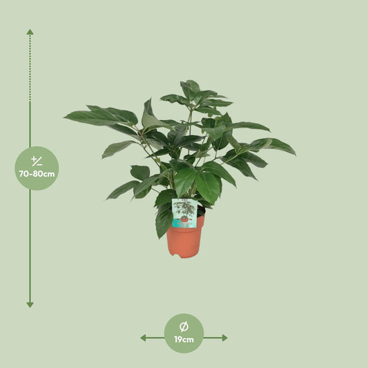 Schefflera Actinophylla Emerald Green - Pflegeleicht & Elegant