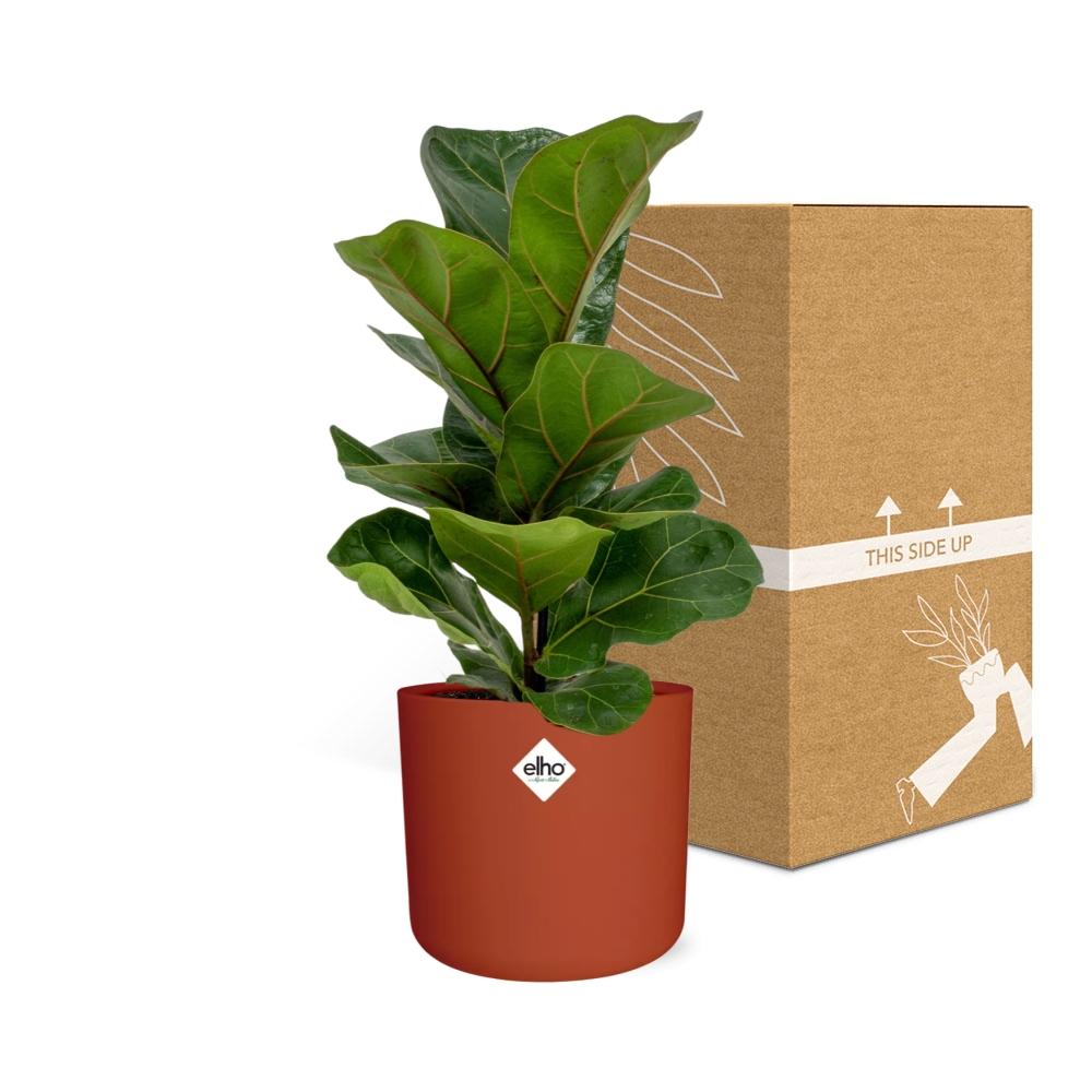 Ficus Lyrata ‘Bambino’ – Pflegeleichter Zimmerbaum im ELHO Topf
