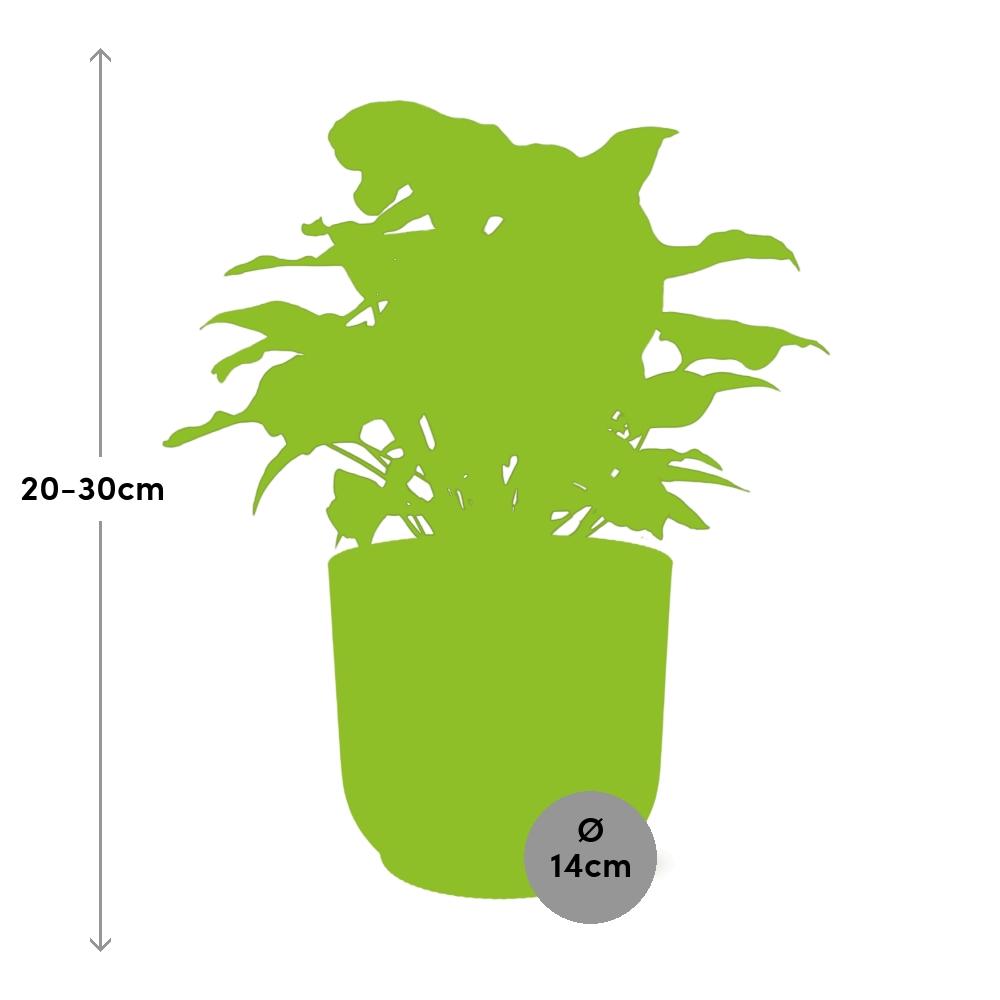 Syngonium Arrow im ELHO Vibes Fold Topf 14cm Gelb