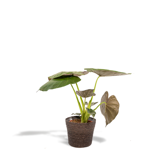 Alocasia Wentii - Elefantenohr mit Korb Ø19cm, 65cm hoch