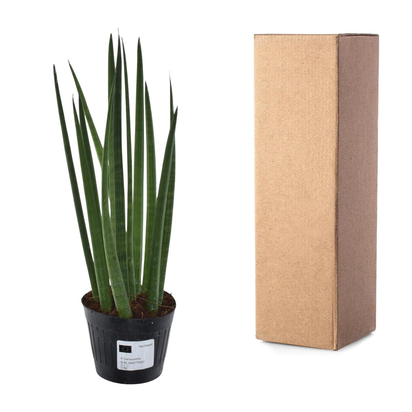 Sansevieria cylindrica 'Bacularis' – Mikado 38 cm ø10,5