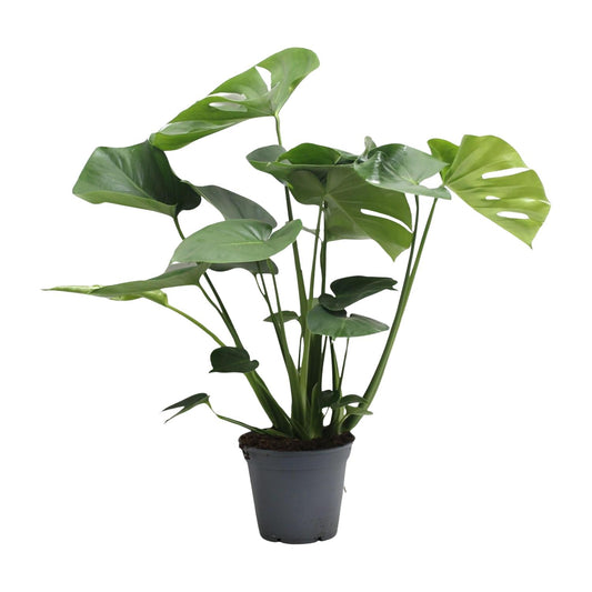 Monstera Deliciosa Tauerii – Pflegeleichte Fensterblatt-Pflanze