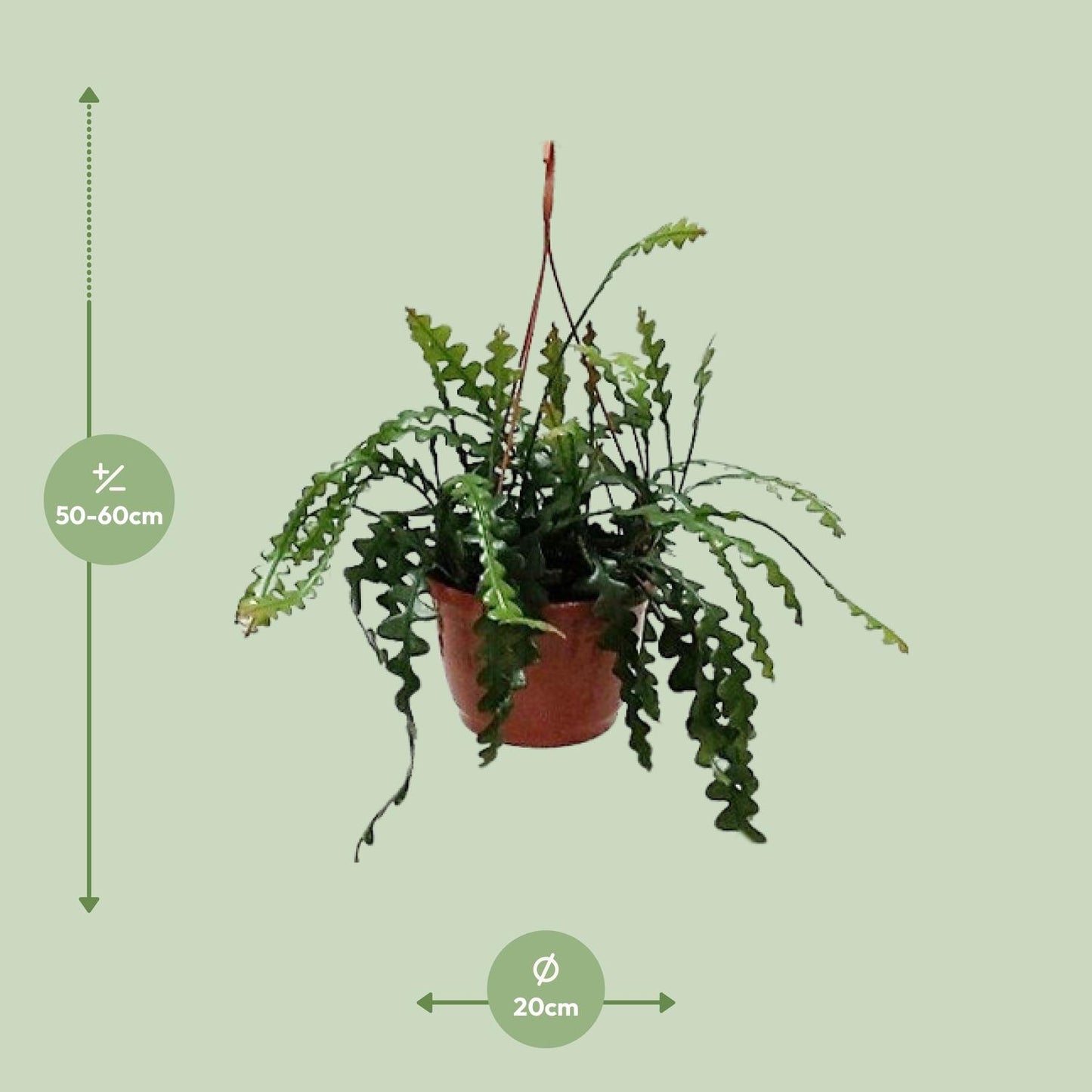 Epiphyllum anguliger – Fischgrätenkaktus Ø20cm, 60cm hoch