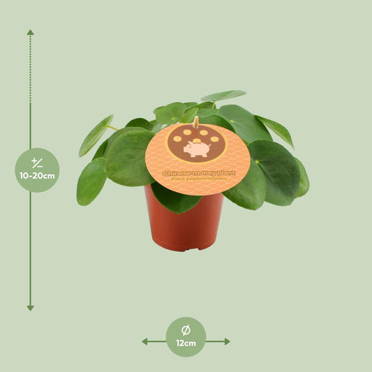 Pilea Peperomioides – Pflegeleichte Aluminium-Pflanze Ø12 cm