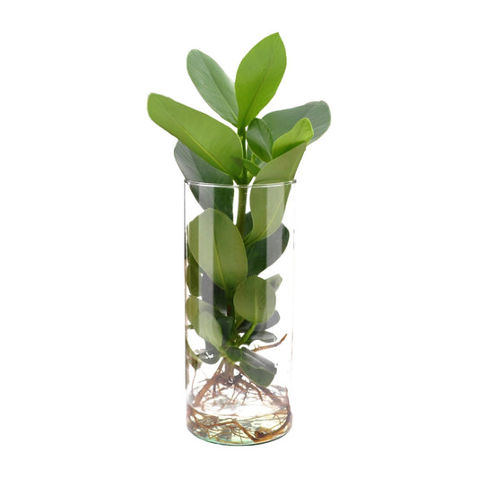Clusia Hydroponie-Pflanzenmix im Cylinder Glas Ø12cm