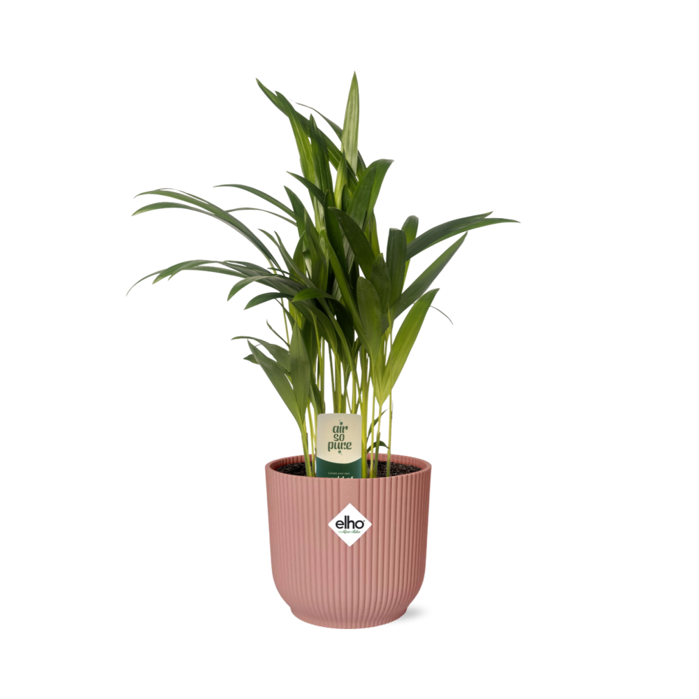 Dypsis Lutescens (Bambuspalme) 12cm in ELHO Vibes Fold 14cm roze