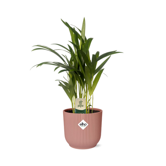 Dypsis Lutescens (Bambuspalme) 12cm in ELHO Vibes Fold 14cm roze