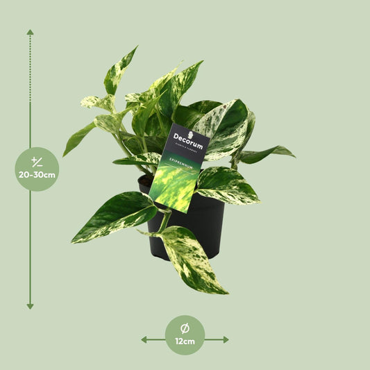 Scindapsus Marble Queen – pflegeleichte Zimmerpflanze Ø12cm